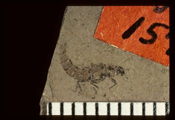 Media type: image;   Entomology PALE-1577 Aspect: full